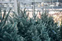 Alle voor- en nadelen van kerstbomen en kunstkerstbomen