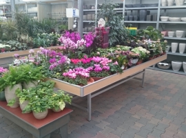 Planten kopen in Gelderland? Het wordt een feest bij Tuincentrum Vriezen!