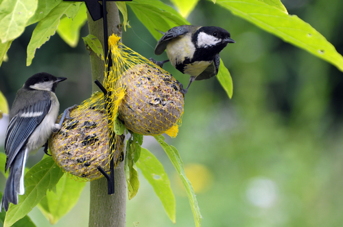 Aanbieding vogelvoer kopen Tuincentrum Vriezen