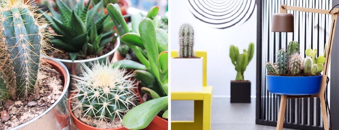 Cactus en vetplant kopen Tuincentrum Vriezen in Doetinchem