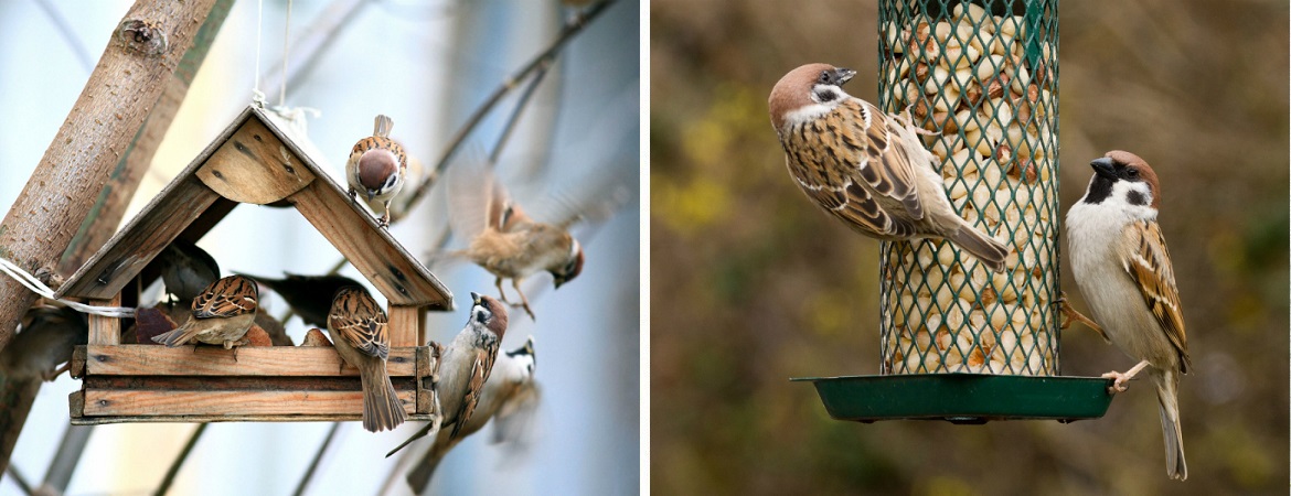 Vogelvoer kopen bij Tuincentrum Vriezen in Doetinchem
