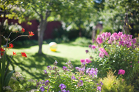 10 tuinplanten die goed tegen warmte kunnen