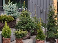 Kerstsparren: tuinplanten van de maand december 2019