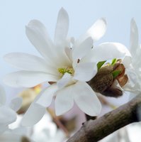 Magnolia, de onbetwiste beauty van de lente!