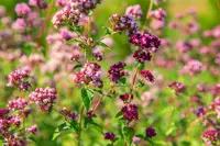 Ontdek de pracht en voordelen van inheemse planten voor jouw tuin!