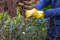 Welke planten mag je snoeien in het najaar?