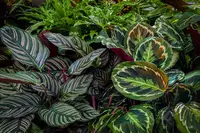 Wist jij dit over de Calathea?