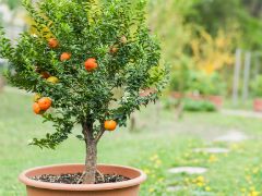 Bomen, heesters en coniferen