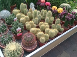 Cactussen en vetplanten