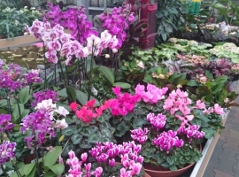 Bloeiende kamerplanten kopen | Tuincentrum Vriezen in Doetinchem