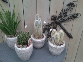 Arrangementen