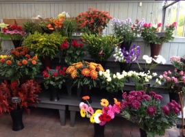 Voor mooie verse bloemen komt u naar Tuincentrum Vriezen nabij Hengelo