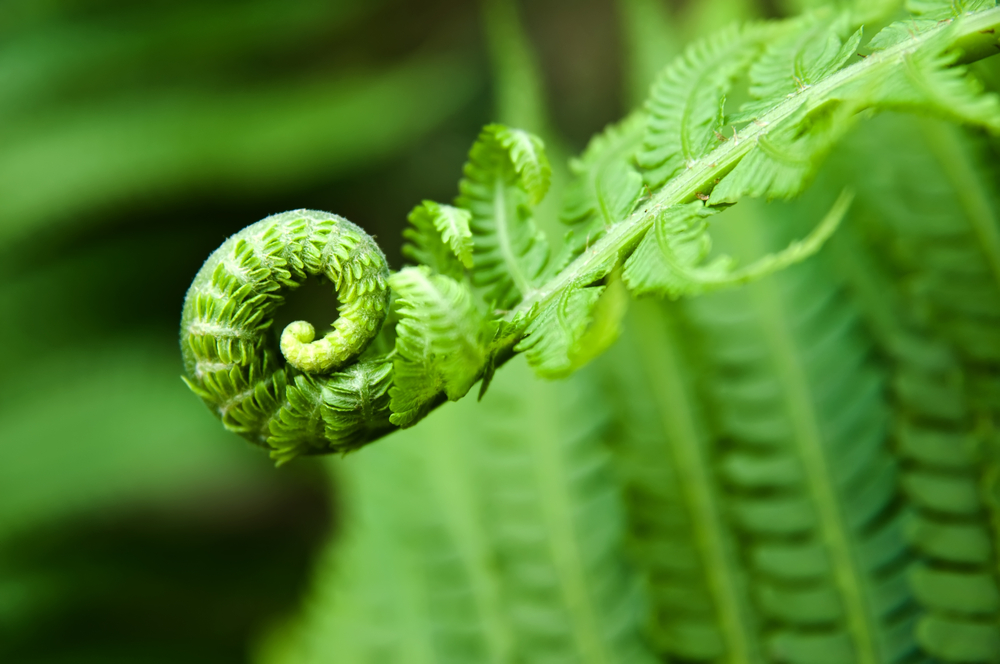 Top 10 tuinplanten bij Tuincentrum Vriezen in Gelderland